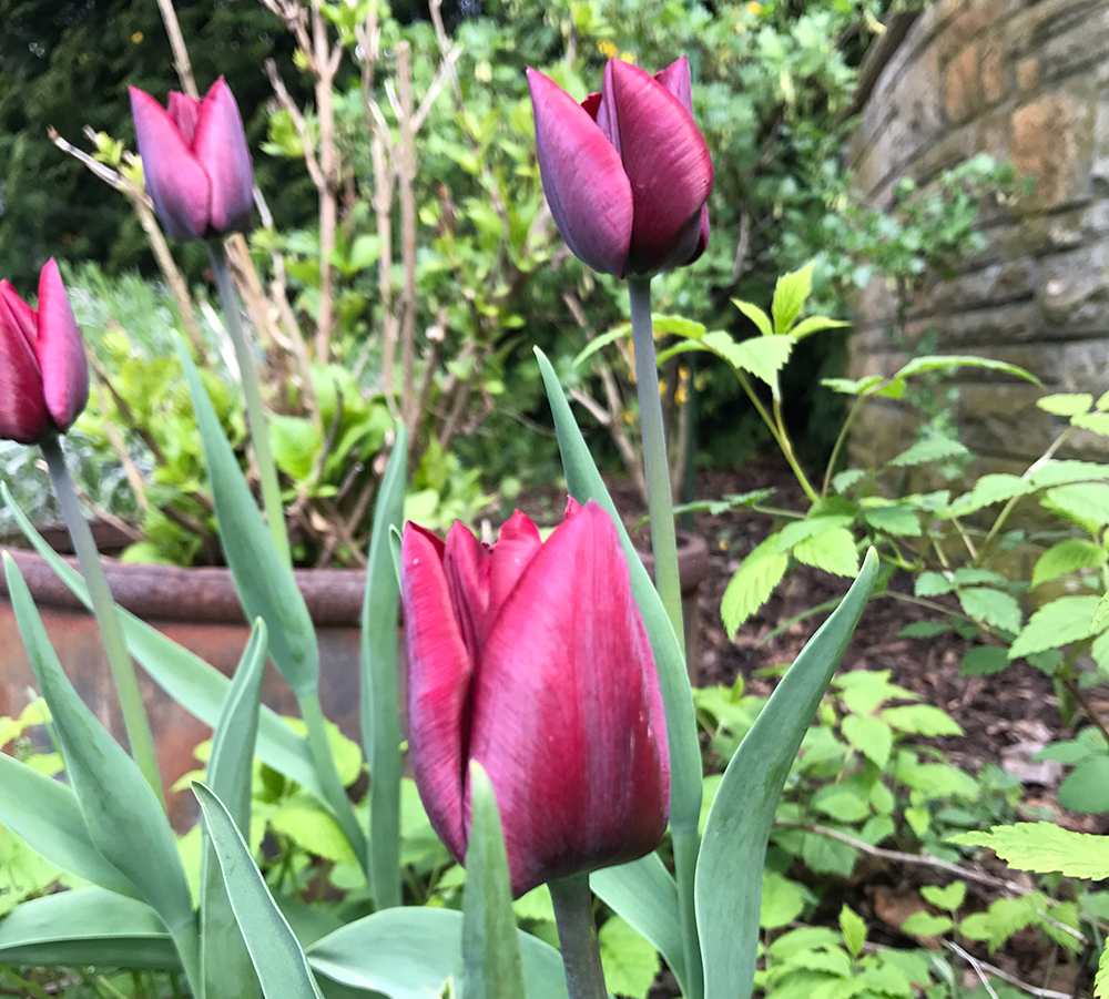 Tulpe Blumenzwiebeln