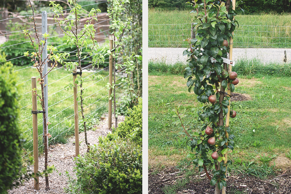 Planter un arbre fruitier - Floralux
