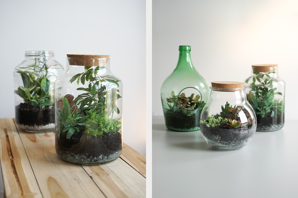 Pflanzen In Terrarium Glasern Sind Echte Hingucker