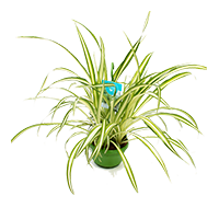 gruenlilie-chlorophytum