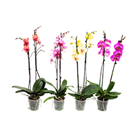schmetterlingsorchidee-phalaenopsis-farbenmix