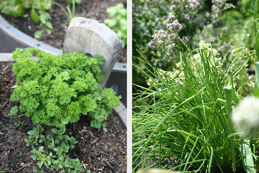 Coltivare in casa le erbe aromatiche e curarle correttamente